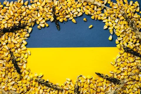Corn grains abd burned ears of wheat on Ukrainian flag bavkground Fotos Stock