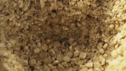 Corn grains are ground with a pestle in a mortar. Close-up Stock Footage 257683595