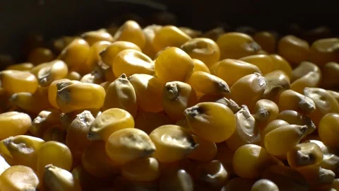 Corn grains in a bowl. Sweet maize, cereal grains. Rotation. Black background. Stock Footage 101479477
