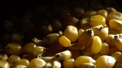 Corn grains in a bowl. Sweet maize, cereal grains. Rotation. Black background. Stock Footage 101479482