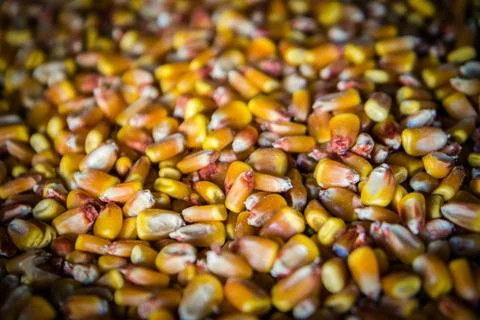 Corn Grains on a bunch Stock Photos