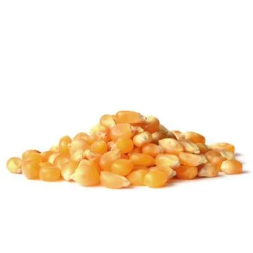 Corn grains close up Stock Photos