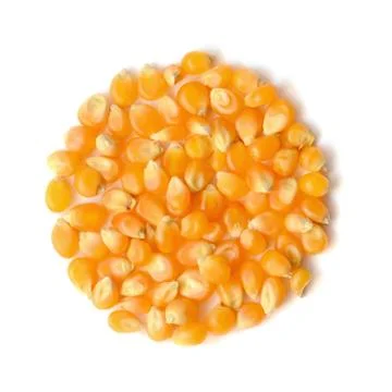 Corn grains close up Stock Photos