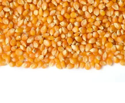 Corn grains close up Stock Photos
