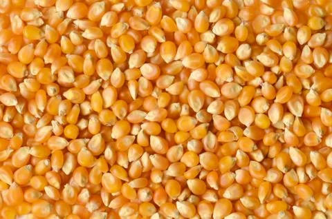 Corn grains close up Stock Photos