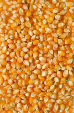 Corn grains close up Fotos Stock
