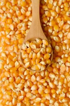 Corn grains close up Stock Photos