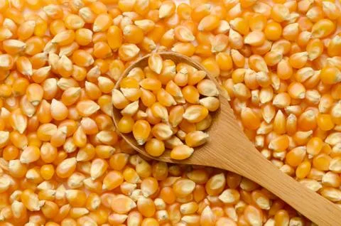 Corn grains close up Stock Photos
