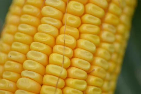 Corn grains close up Foto stock