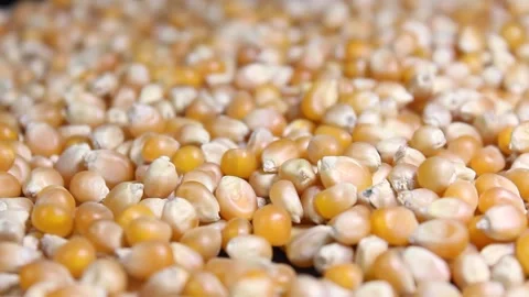 Corn grains, corn grains falling, close up macro Stock Footage 232898342
