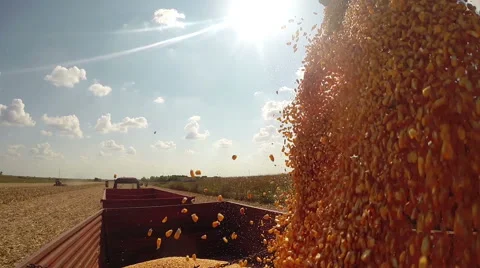 Corn Grains Dumping From Combine Harvester to Tractor Trailer Stock Footage 68111051