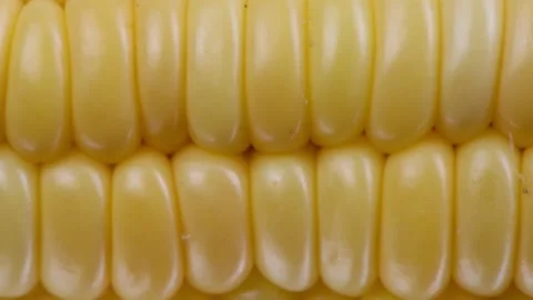 Corn grains, extreme macro shooting. Yellow grains corn cob. Stock Footage 162950093