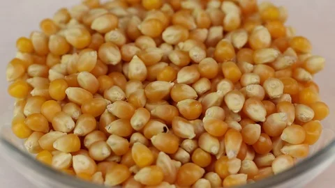 Corn grains fall in a glass transparent bowl Stock Footage 123223883