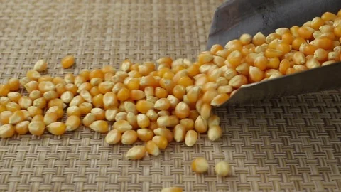 Corn grains fall out of a metal scoop Stock Footage 123713599