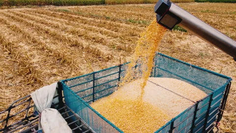 Corn grains falling from combine harvester machine in the truck Stock Footage 151241982