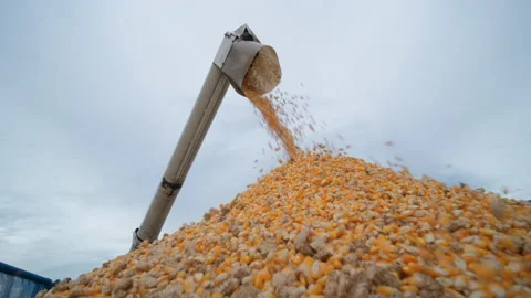 Corn grains falling from combine harvester Stock Footage 162941326