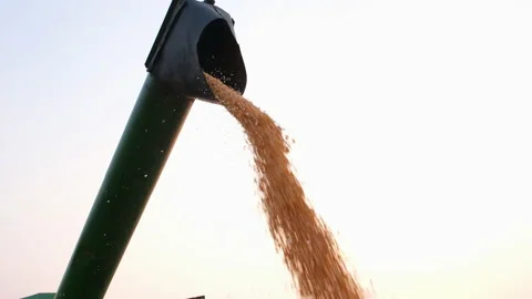 Corn grains falling from combine harvesting Stock Footage 151242845
