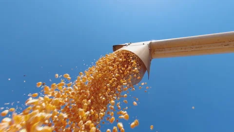 Corn grains falling form combine harvester in the truck with blue sky Stock Footage 134745865