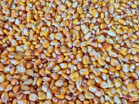 Corn grains at farm - close up Фото