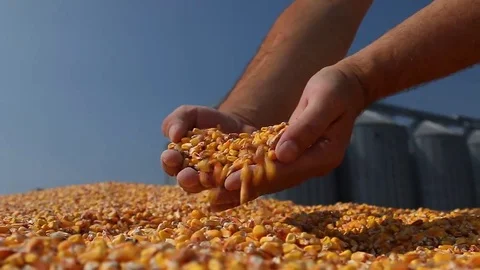 Corn grains in a hand Stock Footage 69147386