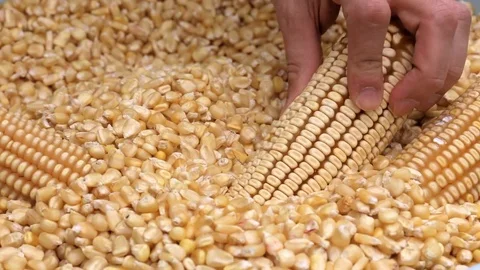 Corn grains in a hand Stockbeeldmateriaal 77651543