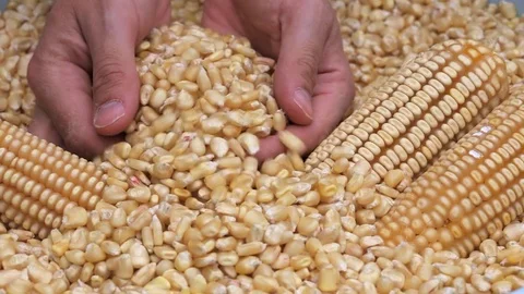 Corn grains in a hand Stock Footage 77653309