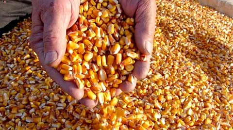 Corn grains in a hand - good harvest, slow motion Stock Footage 43360445