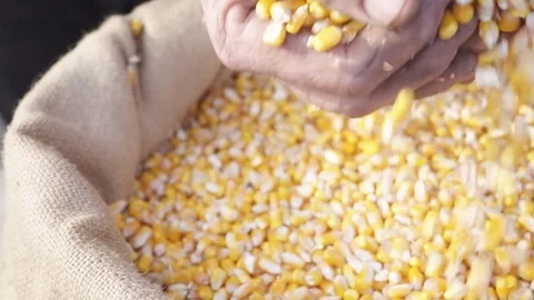 Corn grains in a hand good harvest, slow motion Stock Footage 83907351
