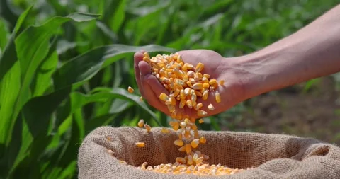 Corn grains in the hand of a successful farmer, slow motion Stock Footage 276832195