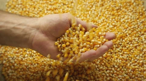 Corn grains in the hands. Stock Footage 57302664