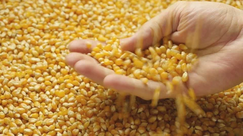 Corn grains in the hands. Stock-Footage 58919256
