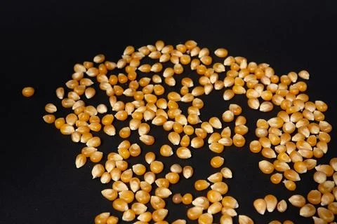 Corn grains for making popcorn on a black background. 스톡 사진
