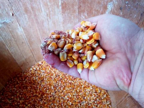 Corn grains in a palm Photos