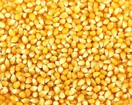 Corn grains Fotos Stock
