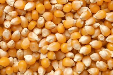 Corn grains Stock Photos