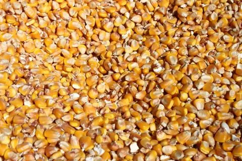 Corn grains Stock Photos