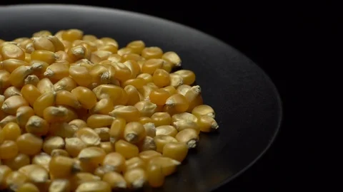 Corn grains in a plate. Raw organic seeds of Zea mays. Stock Footage 101479583