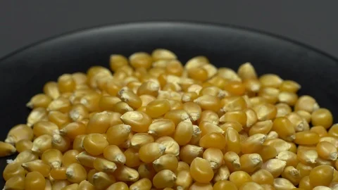 Corn grains in a plate. Raw organic seeds of Zea mays. Stock Footage 101508037