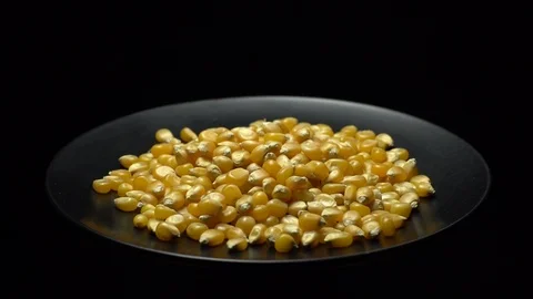 Corn grains in a plate. Raw organic seeds of Zea mays. Stock Footage 101508741
