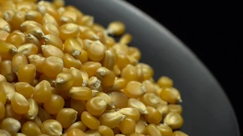 Corn grains in a plate. Raw organic seeds of Zea mays. Stock Footage 101508753
