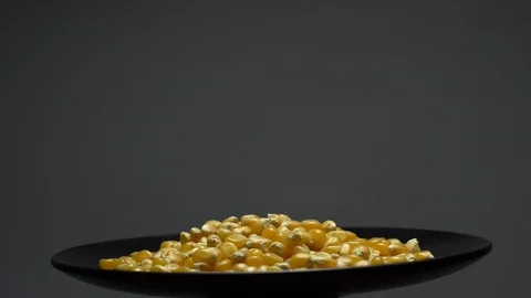 Corn grains in a plate. Raw organic seeds of Zea mays. Stock Footage 101508990