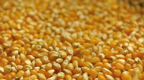 Corn grains pour. Video stock 57302699