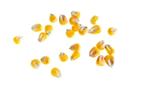Corn grains on a white isolated background Stock Photos