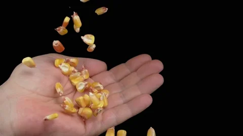 Corn grains will fall on the hand on the black background. Super slow motion. Vídeo Stock 149242738