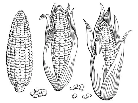 Corn graphic black white isolated sketch illustration vector Stock Illustration