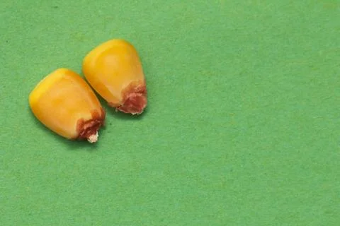 Corn on a green background. macro Stock Photos