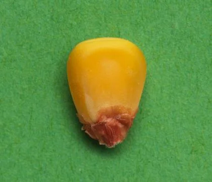 Corn on a green background. macro Foto stock