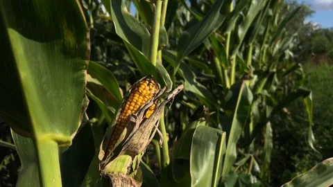 Corn on the green field Stock Footage 247722334