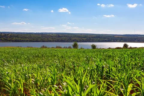 Corn green field Stock Photos
