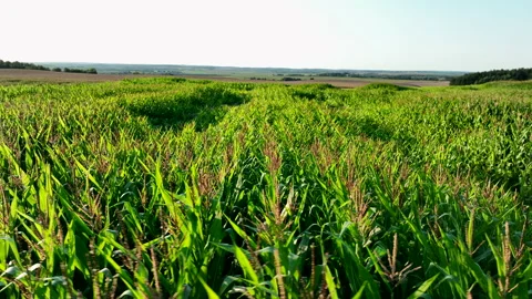 Corn green fields, drone flying. Corn field at farm. Stock Footage 218353925